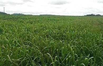 Imagem 4: Fazenda à venda, 13790000 m² por R$ 76.500.000 - Zona Rural - Matupá/MT