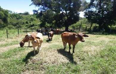 Imagem: Sítio para Venda em Cachoeiras de Macacu, Vecchi, 2 dormitórios