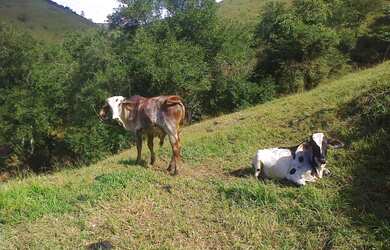 Imagem 7: Sítio para Venda em Cachoeiras de Macacu, Papucaia, 2 dormitórios, 1...