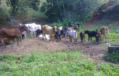 Imagem 9: Sítio para Venda em Cachoeiras de Macacu, Papucaia, 2 dormitórios, 1...