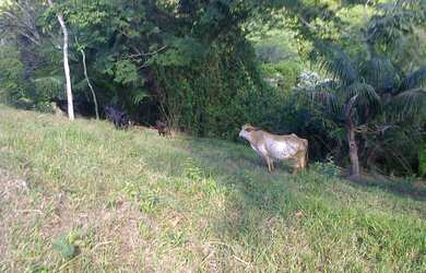 Imagem 16: Sítio para Venda em Cachoeiras de Macacu, Papucaia, 2 dormitórios, 1...