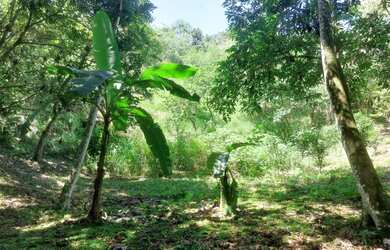 Imagem 9: Sítio para Venda em Silva Jardim, Papucaia, 4 dormitórios, 2 suítes,...
