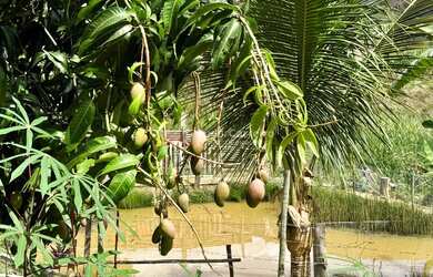 Imagem 5: Chácara, 1500m², à venda em Ubaporanga, Corrego das Palmeiras