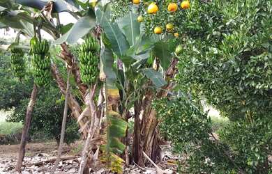 Imagem 11: SITIO RURAL em LUZIANIA - GO, AMERICANOS MANSÕES RECREIO ESTRELA DALVA...