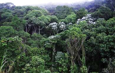 Imagem 1: Fazenda Mata Atlantica para venda na região de Iguape-SP com 311 hectares,...