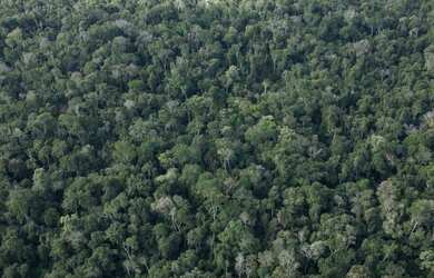 Imagem 2: Fazenda Mata Atlantica para venda na região de Iguape-SP com 311 hectares,...