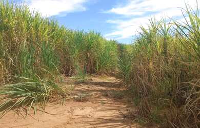 Imagem: A fazenda possui 30m² de Área e está localizado em Area