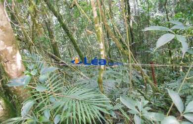 Imagem 3: AREA INDUSTRIAL em BIRITIBA MIRIM - SP, SITIO FAMILIA PRATES