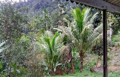 Imagem 10: SÍTIO PARA VENDA NO PIRASSUNUNGA, CARAGUATATUBA