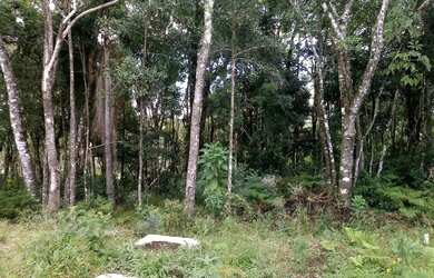 Imagem: O terreno possui 370m² de Área e está localizado em Linha