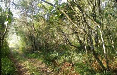 Imagem: A fazenda possui 20m² de Área e está localizado em Linha