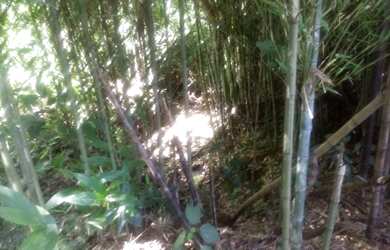 Imagem: A fazenda possui 8m² de Área e está localizado em Fazenda