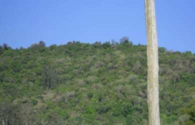 Imagem: A fazenda possui 7m² de Área e está localizado em Linha