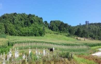 Imagem: A fazenda possui 20m² de Área e está localizado em Linha