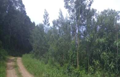 Imagem: A fazenda possui 3m² de Área e está localizado em Morro