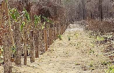 Imagem 16: VENDO TROCO FAZENDA 2100 hec ESCRITURADA REGIÃO DE AMAJARI RORAIMA 4250