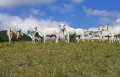 Imagem: A fazenda possui 3 Dormitórios, 1 Suíte, 2 Banheiros, 3 Vagas