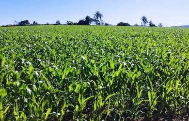 Imagem 16: VENDO FAZENDA 110 HECTARES CULTURA PECUARIA REGIAO DE SAO GOTARDO 6199