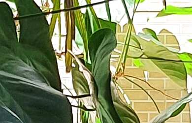 Imagem 12: CASA RESIDENCIAL em RIO DE JANEIRO - RJ, FREGUESIA JACAREPAGUÁ