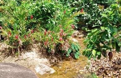 Imagem 11: FAZENDA RURAL em JAGUAQUARA - BA, IPIUNA