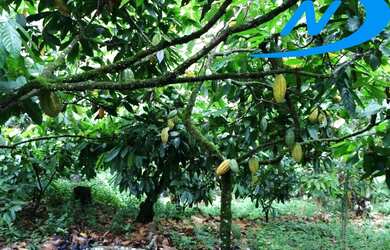 Imagem 15: FAZENDA RURAL em JAGUAQUARA - BA, IPIUNA