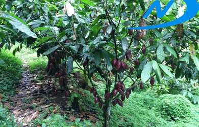 Imagem 16: FAZENDA RURAL em JAGUAQUARA - BA, IPIUNA