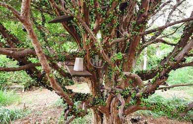 Imagem: A chácara possui 1 Dormitório, 1 Banheiro, 1827m² de Área