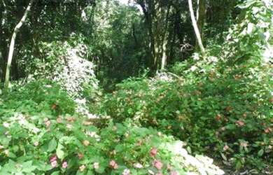 Imagem 5: TERRENO RESIDENCIAL em Campo Limpo Paulista - SP, PAU ARCADO