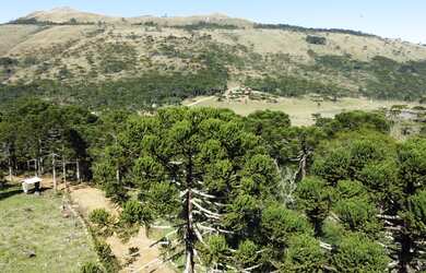 Imagem: AREA RESIDENCIAL em URUBICI - SC, Vacas Gordas