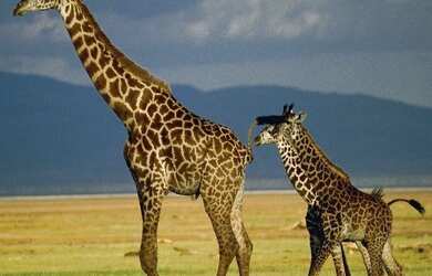 Imagem 13: Terreno à venda no Condomínio Bella Itália em Campinas - Parque Rural...