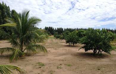 Imagem 11: FAZENDA RURAL em PALMEIRA DO PIAUÍ - PI, Palmeira do Piauí