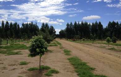 Imagem 12: FAZENDA RURAL em PALMEIRA DO PIAUÍ - PI, Palmeira do Piauí