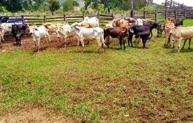 Imagem: A fazenda está localizado em Centro, Buritis à venda por R$3.800.000