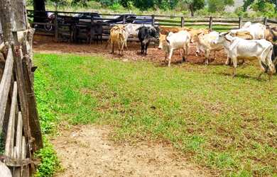 Imagem 8: FAZENDA RURAL em BURITIS - MG, CENTRO