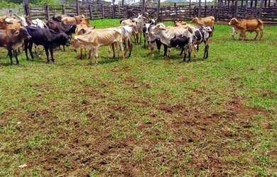 Imagem 16: FAZENDA RURAL em BURITIS - MG, CENTRO