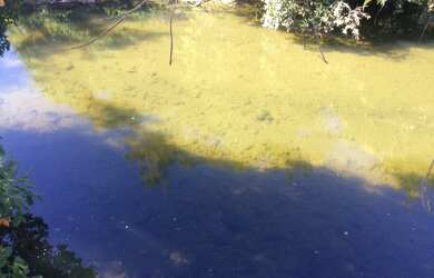 Imagem 11: FAZENDA RURAL em FLORES DE GOIÁS - GO, NOVA FLORES