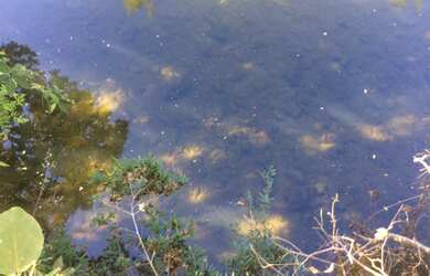 Imagem 12: FAZENDA RURAL em FLORES DE GOIÁS - GO, NOVA FLORES