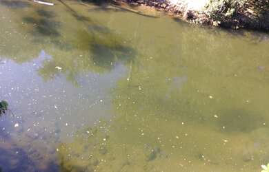 Imagem 13: FAZENDA RURAL em FLORES DE GOIÁS - GO, NOVA FLORES