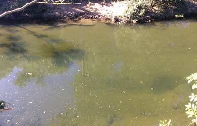 Imagem 15: FAZENDA RURAL em FLORES DE GOIÁS - GO, NOVA FLORES