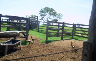 Imagem 16: FAZENDA RURAL em BURITIS - MG, CENTRO