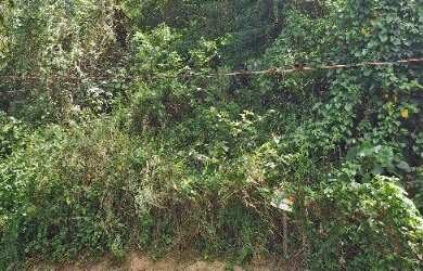 Imagem 1: TERRENO RESIDENCIAL em ILHABELA - SP, AGUA BRANCA