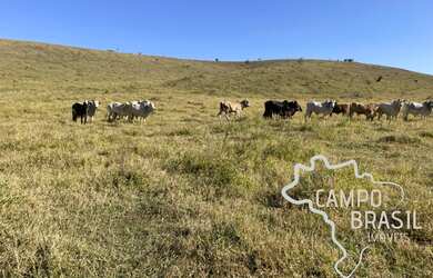 Imagem 14: LINDA FAZENDA 96 HECTARES TOPOGRAFIA MÉDIA TODA FORMADA COM CACHOEIRA