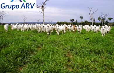 Imagem: A fazenda possui Imóvel novo e está localizado em Rural, Diamantino