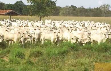 Imagem 7: À Venda Mega Fazenda 1350000 hec em São Miguel do Araguaia - GO. Fazenda...