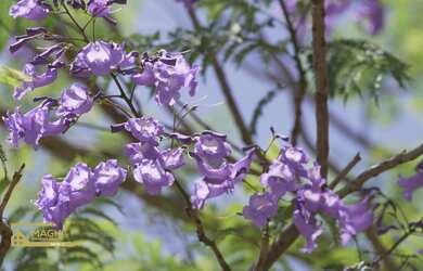 Imagem 7: Terreno de 250 m² no Condominio Buona Vita em Itu SP - LANÇAMENTO