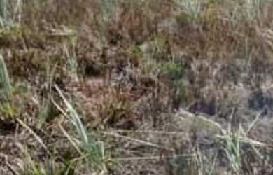 Imagem 2: Venda de Loteamento denominado Chácara do Abaís, Povoado de Caueira-...