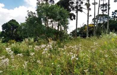 Imagem 4: Excelente Chácara, 4 dormitórios na Rua De Servidão