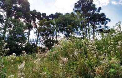 Imagem 16: Excelente Chácara, 4 dormitórios na Rua De Servidão