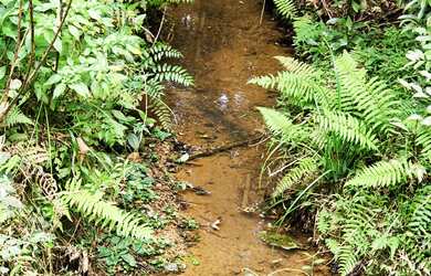 Imagem 12: CHACARA RURAL em SÃO JOSÉ DOS PINHAIS - PR, Roseira do Campo Largo