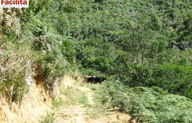 Imagem 9: VENDO TROCO FAZENDA 90 HECTARES EM NATIVIDADE DA SERRA 4160